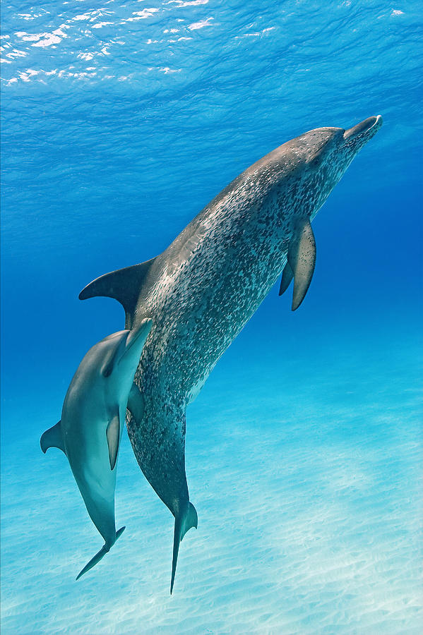 Dolphin Photograph - Grace by Aaron Whittemore