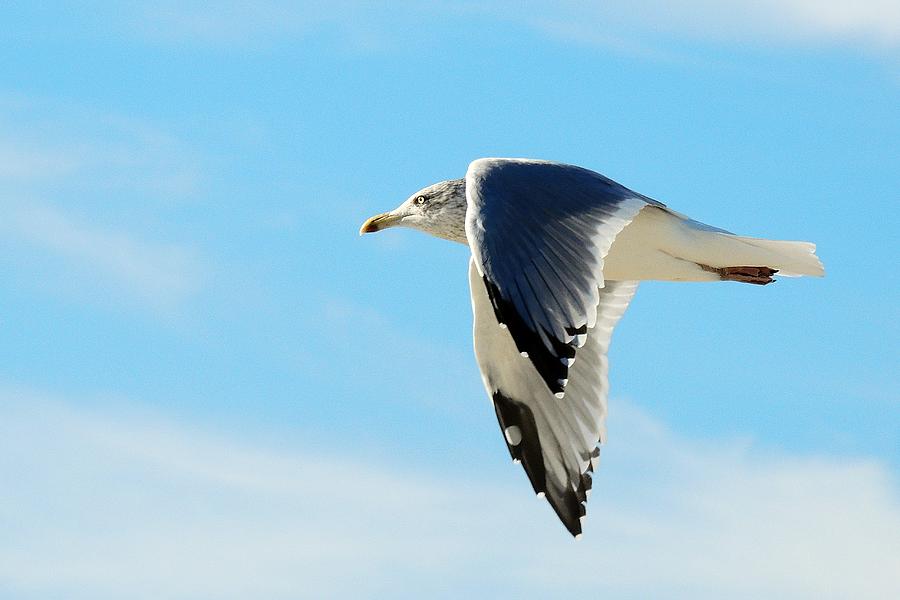 Seagull Photograph - Grace by Allen Beilschmidt