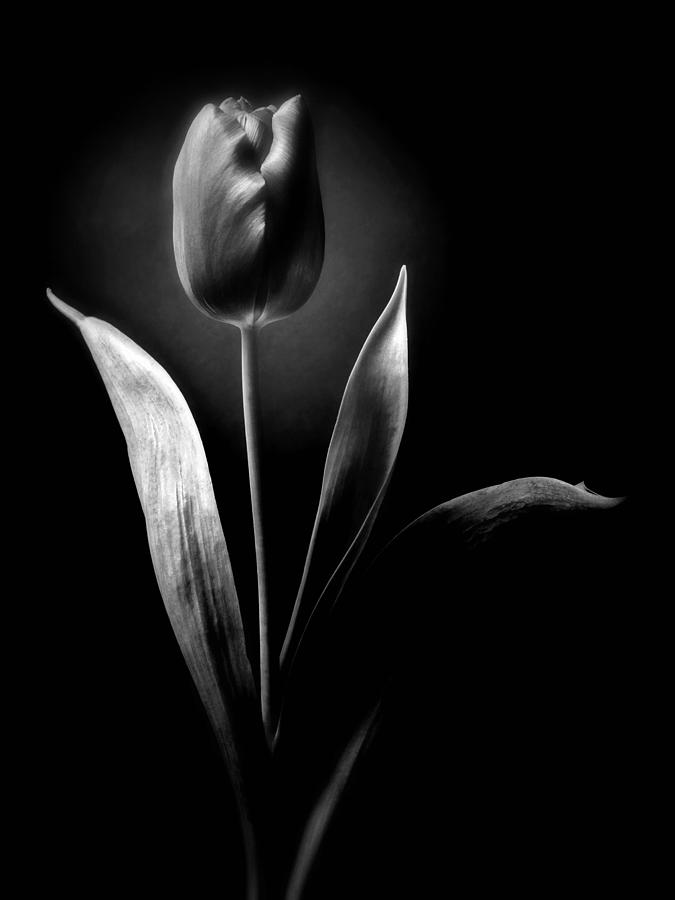 black and white tulip photography