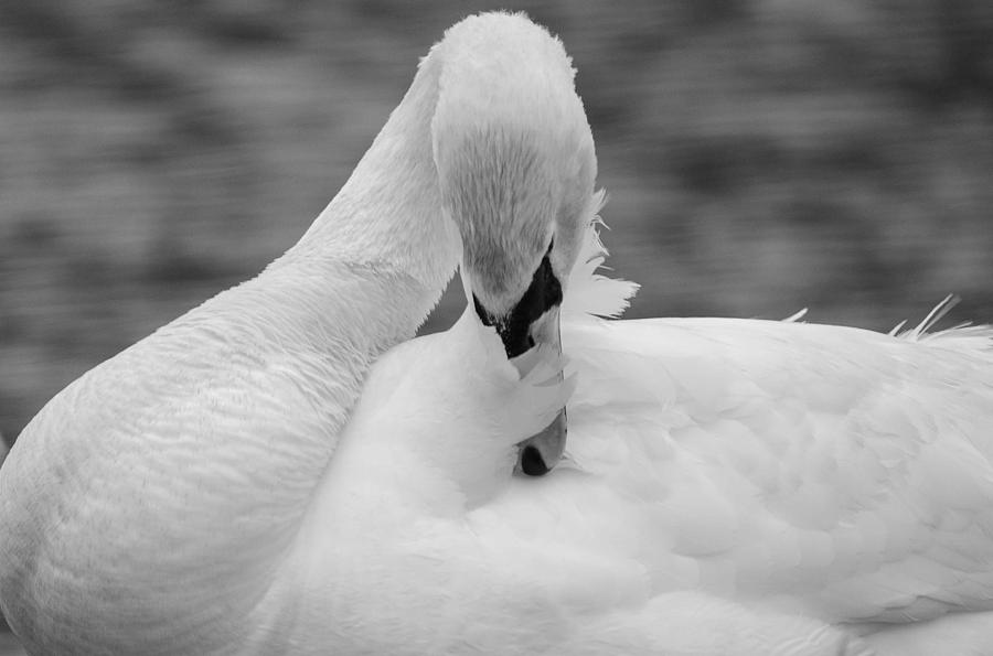 Grace in Black and White Photograph by Maria Suhr - Fine Art America