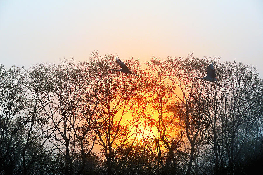 Graceful crane in morning sun Photograph by Yoshiki Nakamura