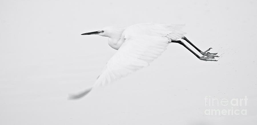 Grace of an Egret Photograph by Ruth Jolly