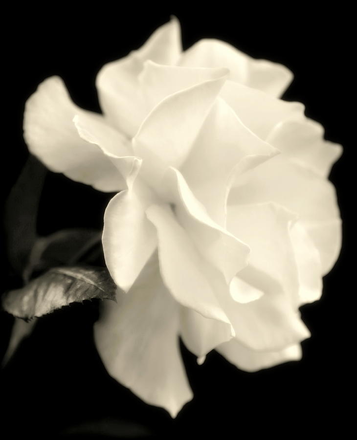 White Rose Photograph - GRACE of CREATION by Karen Wiles