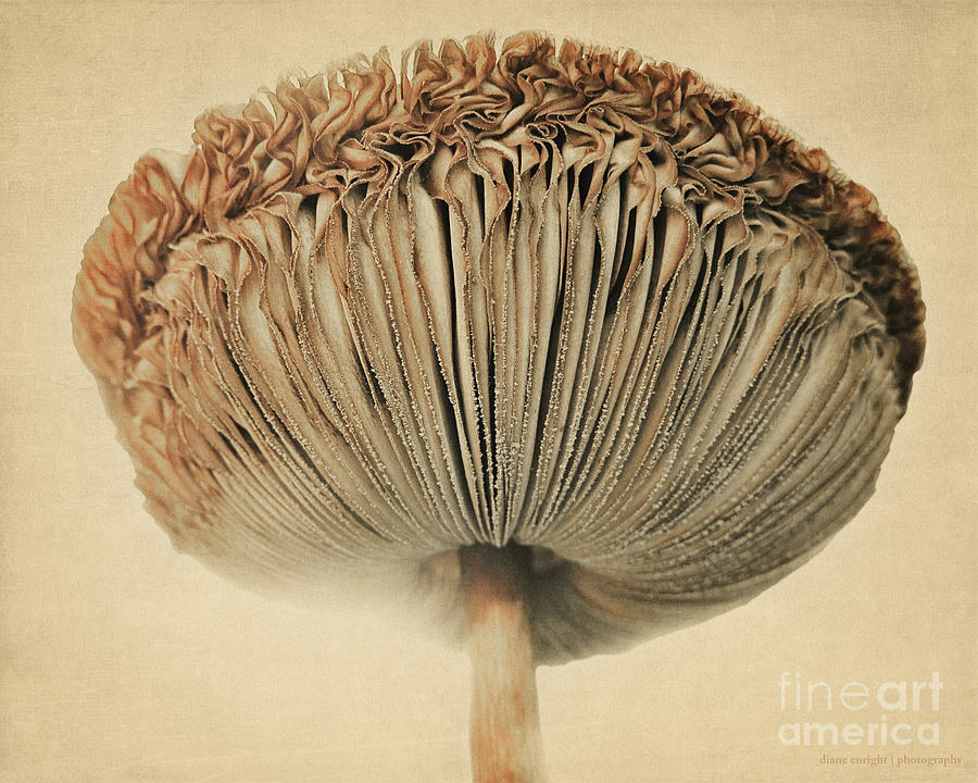 Grace Under Mushroom Photograph by Diane Enright