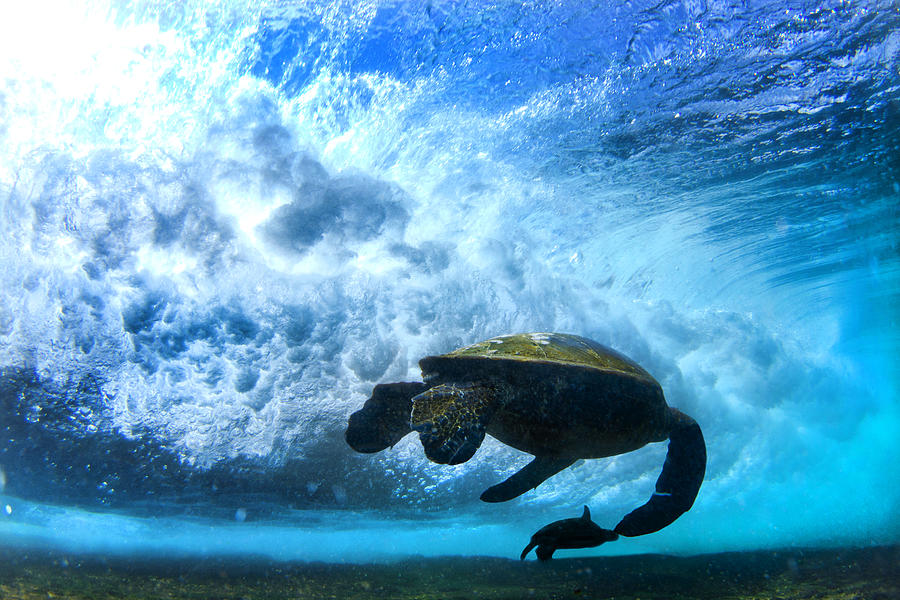 Turtle Photograph - Grace Under The waves by Sean Davey
