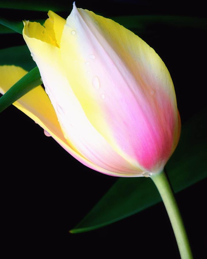 Graceful Beauty - A Spring Tulip Photograph by Jenny Hudson