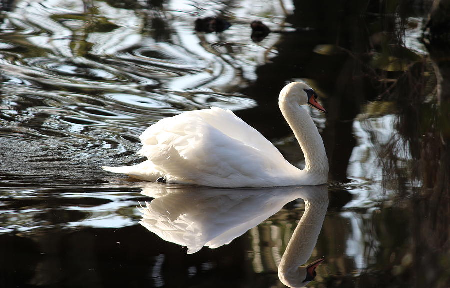 Swan Photograph - Graceful by Beth Vincent