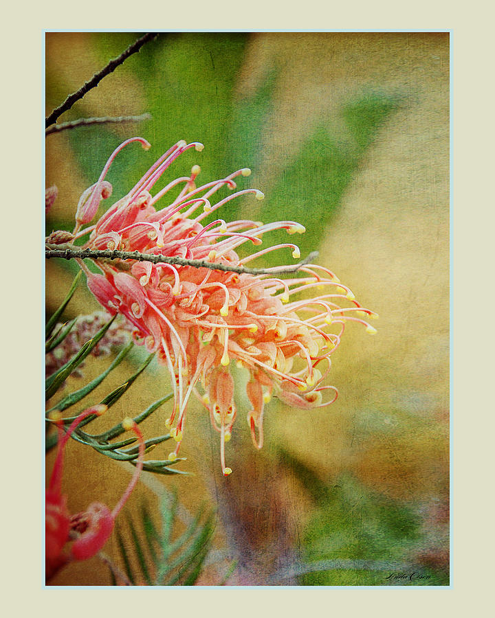 Graceful Bloom Photograph by Linda Olsen