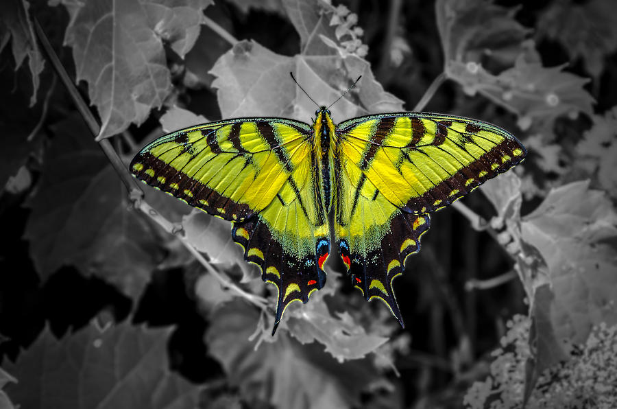 Graceful Butterfly Photograph by Rick Bartrand