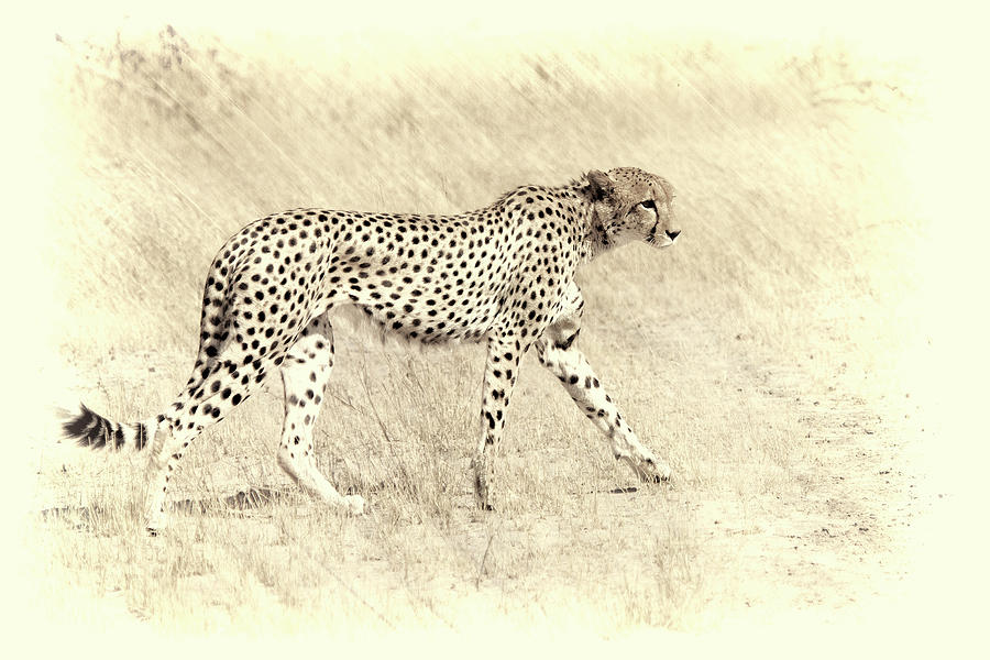 Wildlife Photograph - Graceful Cheetah Artistic Version by Sheila Haddad