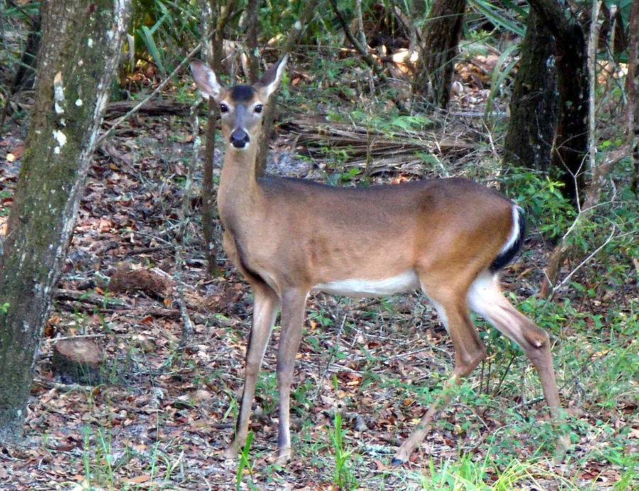 Graceful Doe Photograph by Sheri McLeroy - Fine Art America