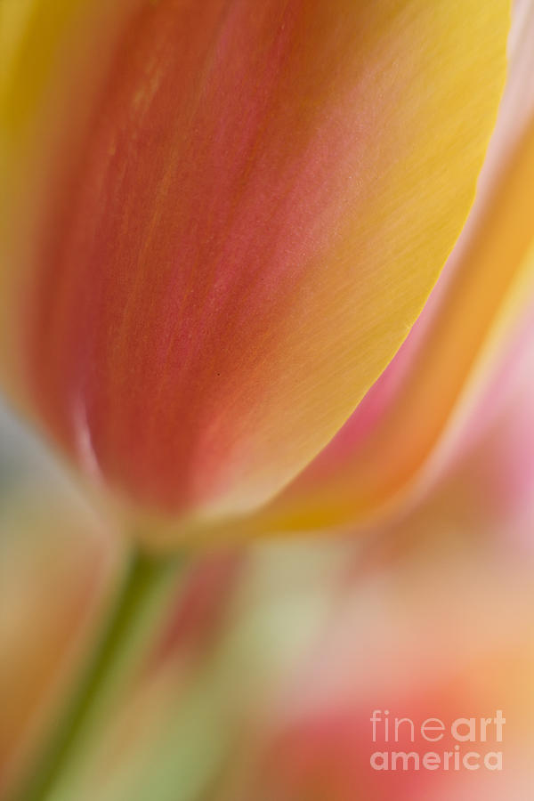 Tulip Photograph - Graceful Edge by Mike Reid