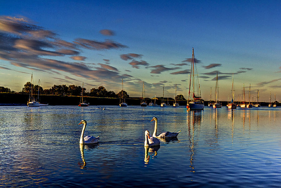 Graceful evening swans Photograph by David Pyatt