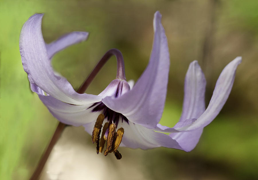 Graceful Fawn Lily Photograph by Betty Depee