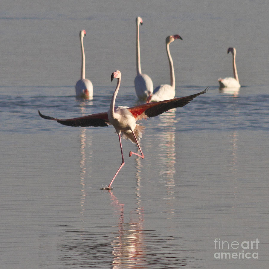 Flamingo Photograph - Graceful Flamingo Dance by Heiko Koehrer-Wagner