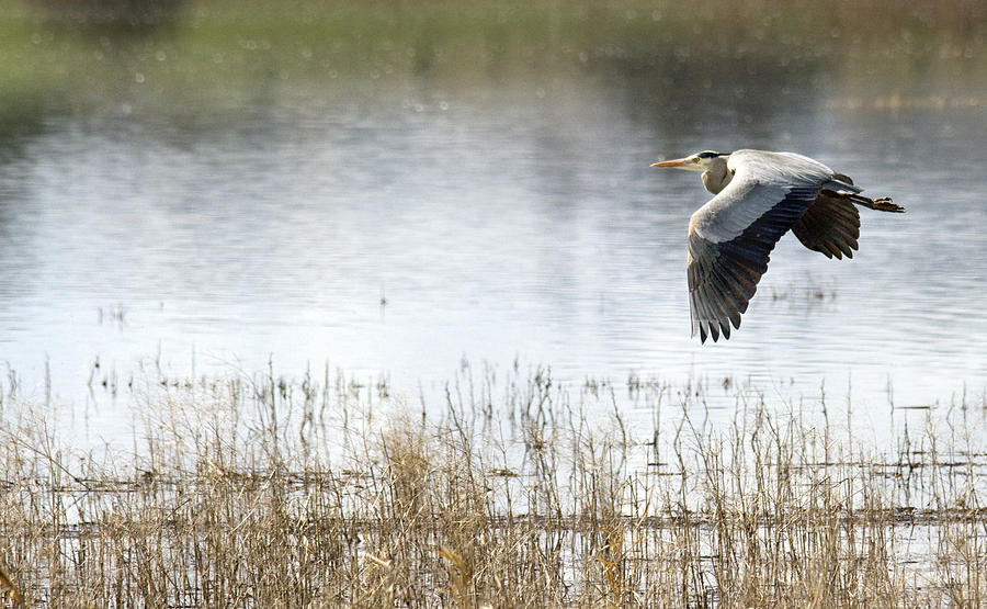 Heron Photograph - Graceful Flight by Rebecca Cozart