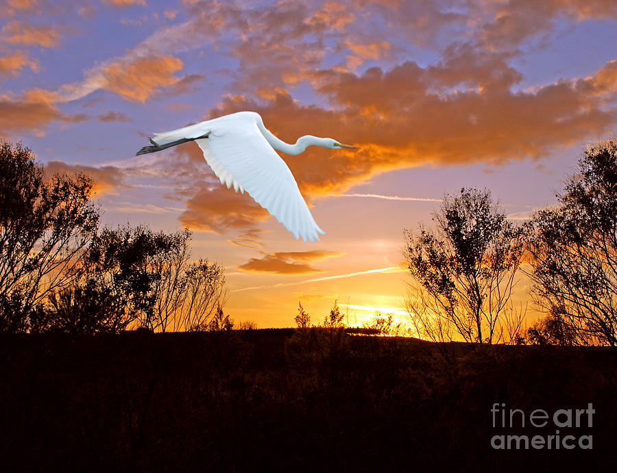 Graceful Fly By Photograph by Adele Moscaritolo Fine Art America