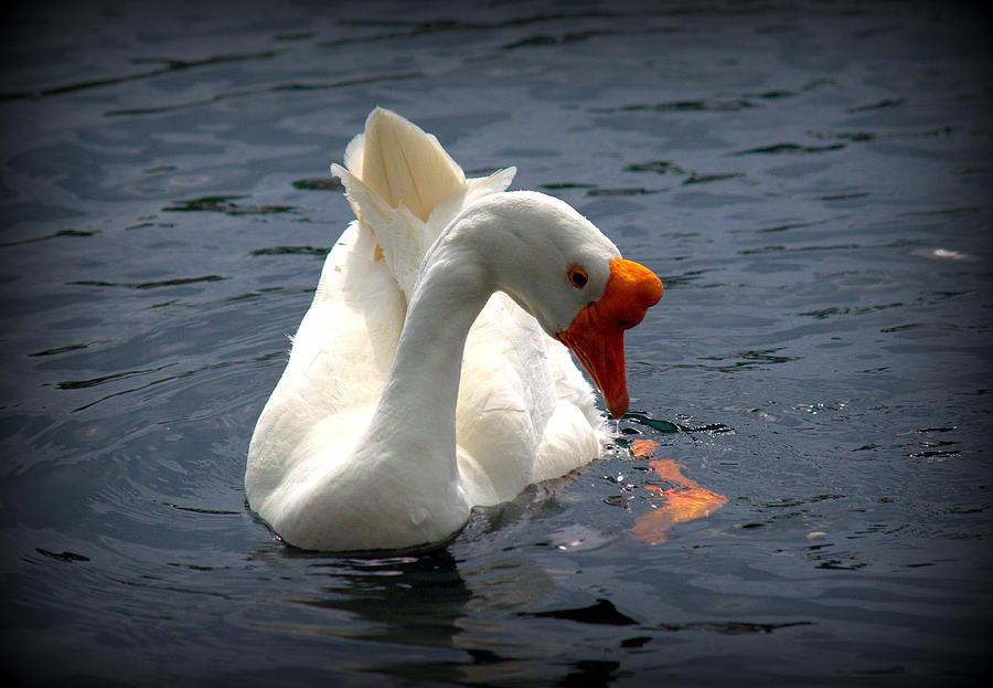 Graceful Goose Photograph by Lori Seaman