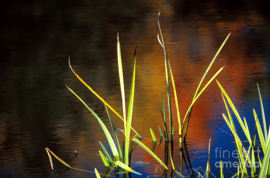 Still Life Photograph - Graceful Grasses by Eva Kato
