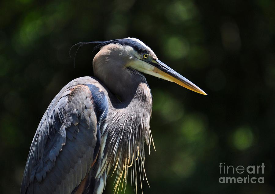 Graceful Great Blue Heron Photograph by Kathy Baccari