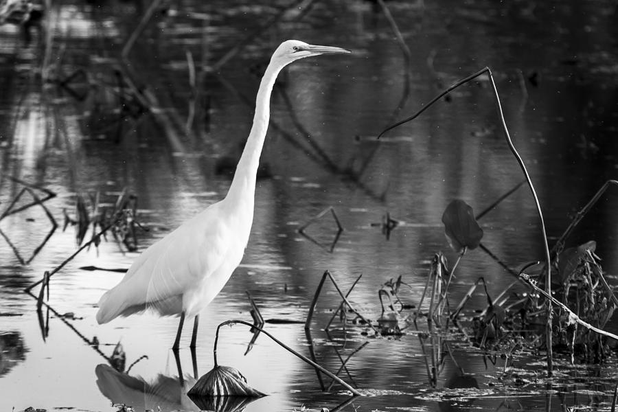 Heron Photograph - Graceful Great Egret in black and white by Ellie Teramoto