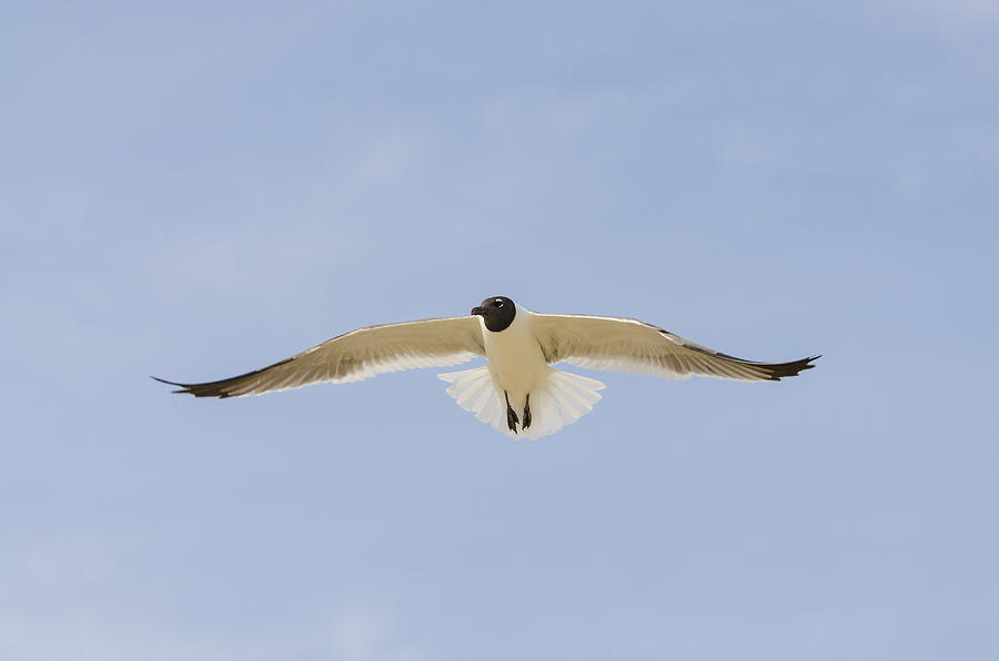 Graceful Gull Photograph by Bradley Clay