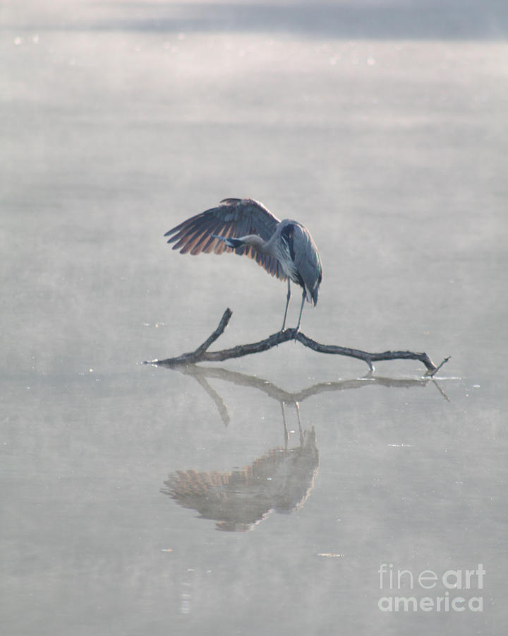Graceful Heron Photograph by Anita Oakley