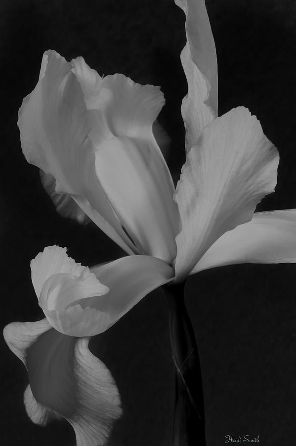 Graceful In Monochrome  Photograph by Heidi Smith