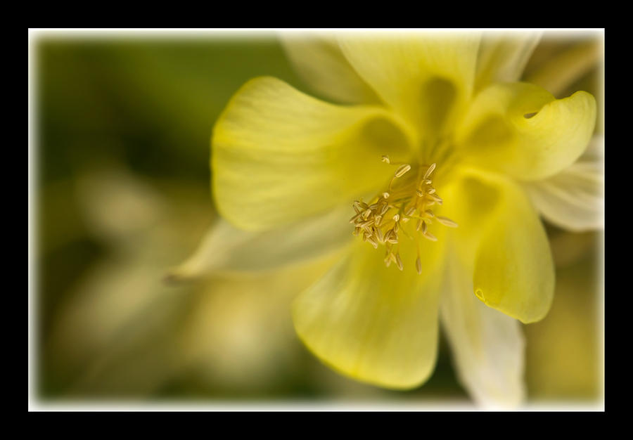Flowers Photograph - Graceful In Yellow by Liz Alderdice Flowers Photograph - Graceful In Yellow by Liz Alderdice
