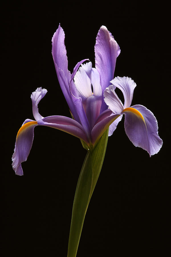 Graceful Iris Photograph by Juergen Roth