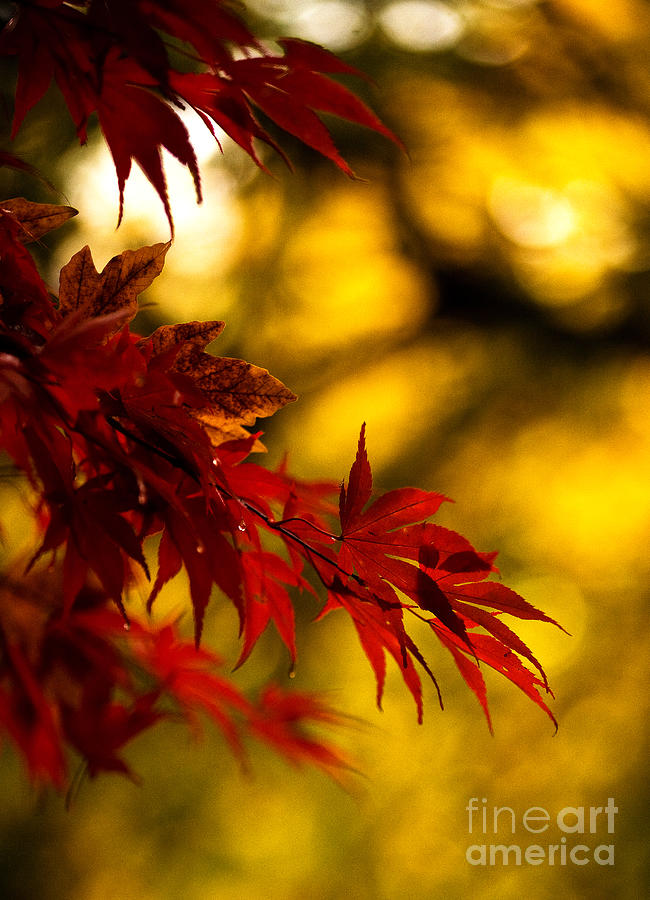 Graceful Leaves Photograph by Mike Reid