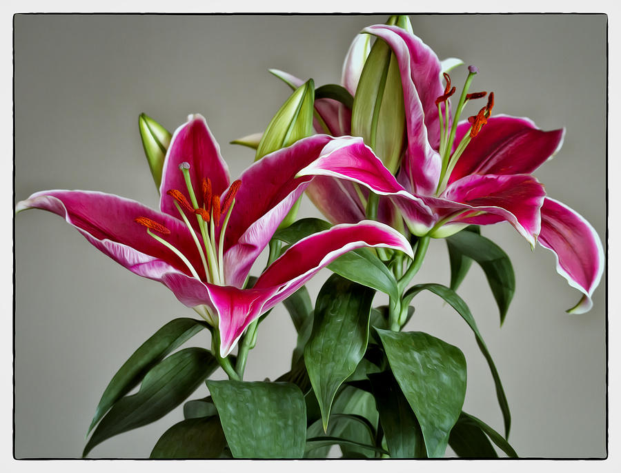Lily Photograph - Graceful Lilies by Linda Tiepelman