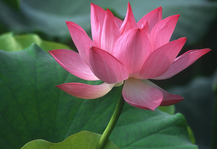 Lotus Flower Photograph - Graceful lotus by Elvira Butler