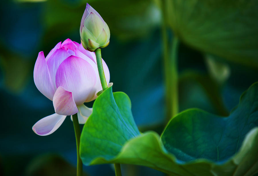 Nature Photograph - Graceful Lotus. Pamplemousses Botanical Garden. Mauritius by Jenny Rainbow