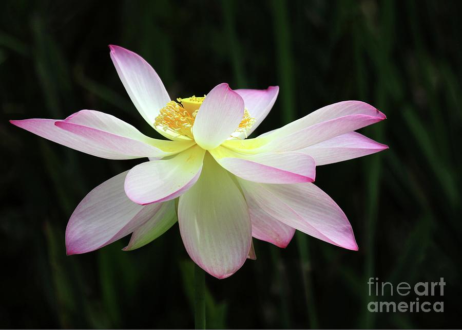Graceful Lotus Photograph by Sabrina L Ryan