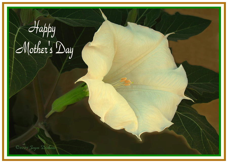 Mothers Day Photograph - Graceful Moonflower - Happy Mothers Day by Joyce Dickens