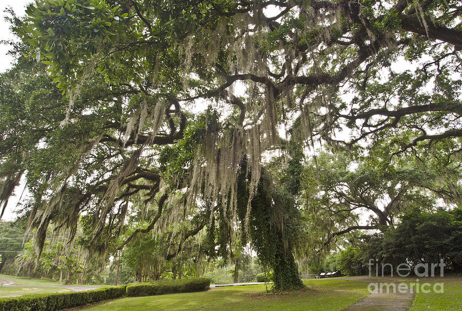 Airplant Photograph - Graceful Oak by Debra Johnson Airplant Photograph - Graceful Oak by Debra Johnson
