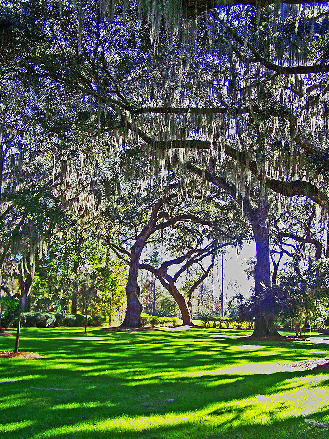 Oak Trees Photograph - Graceful Oaks by Patricia Clark Taylor