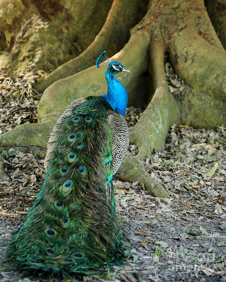 Graceful Peacock Photograph by Sabrina L Ryan