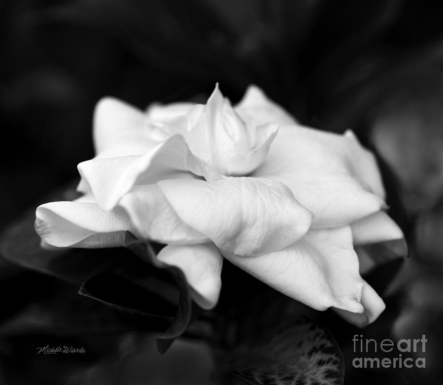 Graceful Soft and Sweet Photograph by Michelle Constantine