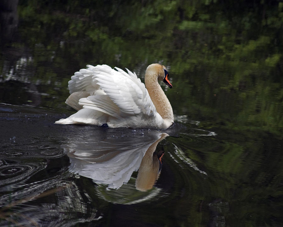 Graceful Swan Photograph by Elsa Santoro