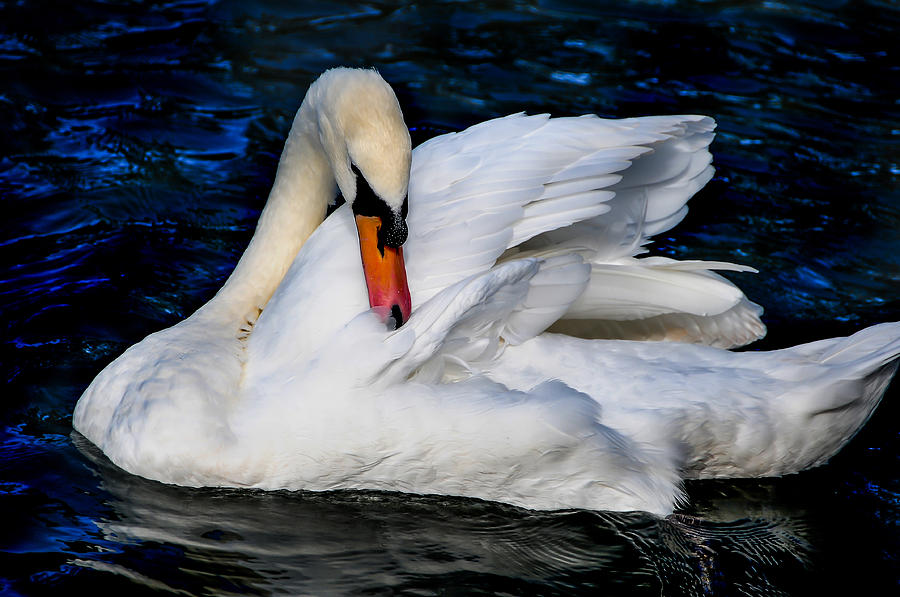 Graceful Swan in the Blue Water Photograph by Jenny Rainbow
