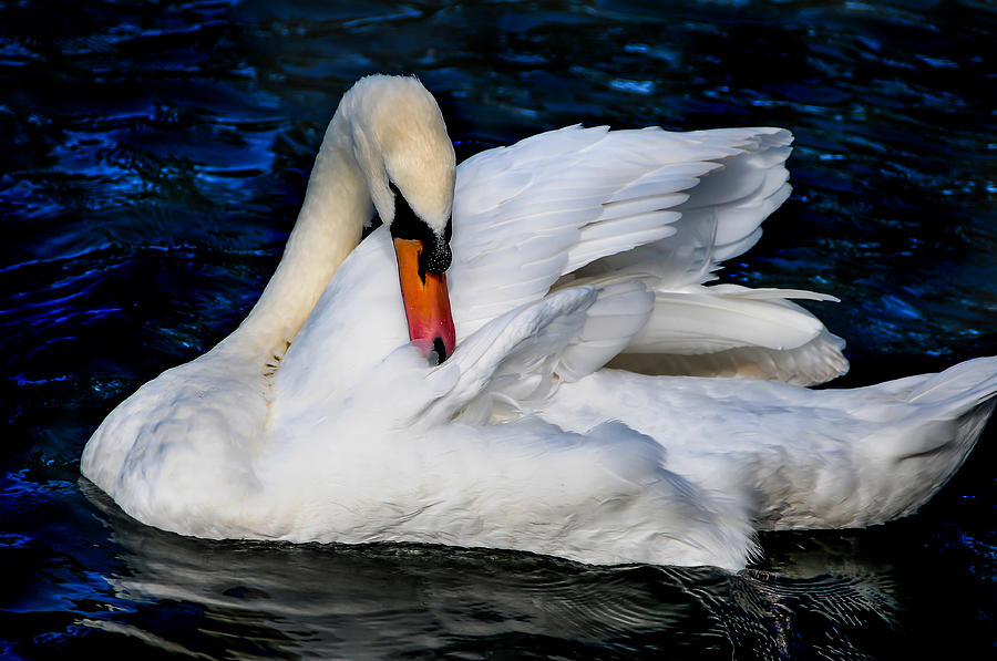 Graceful Swan In The Blue Water Photograph By Jenny Rainbow