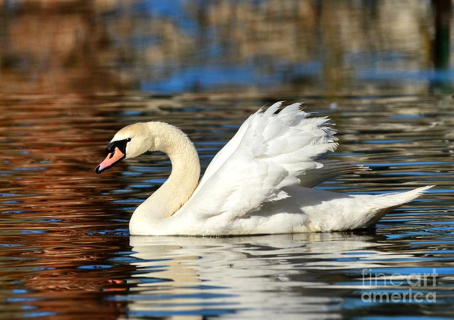Graceful Swan Photograph by Kathy Baccari