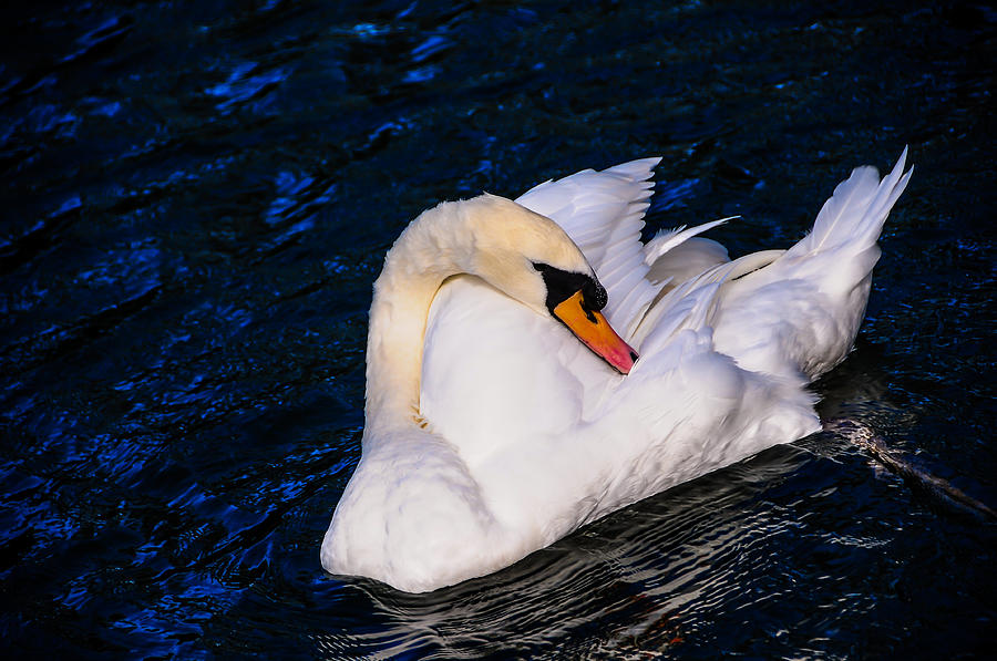 Graceful Swan Resting in the Blue Water Photograph by Jenny Rainbow