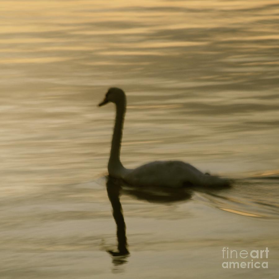 Graceful Swan Photograph by Sean Conklin