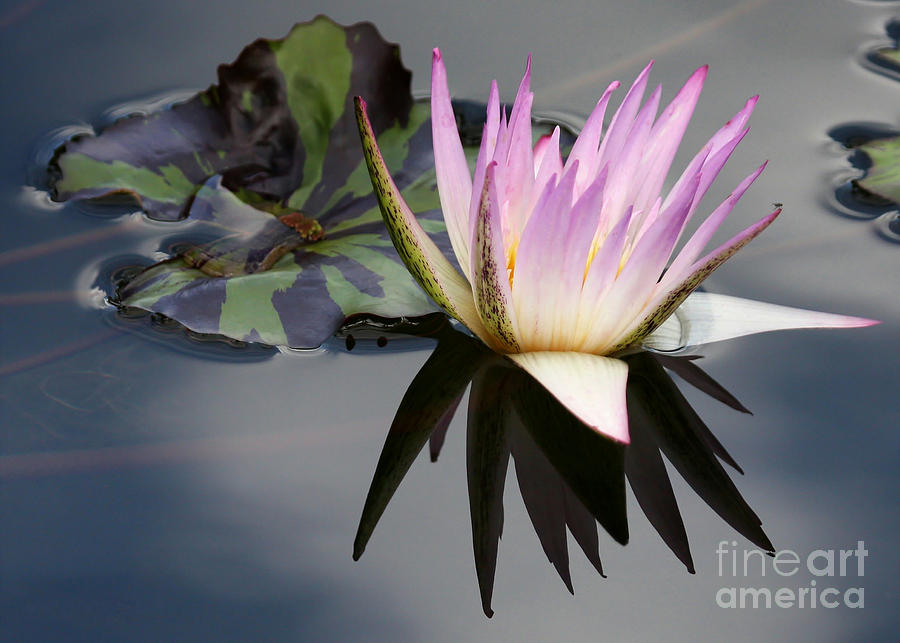 Flower Photograph - Graceful Water Lily by Sabrina L Ryan