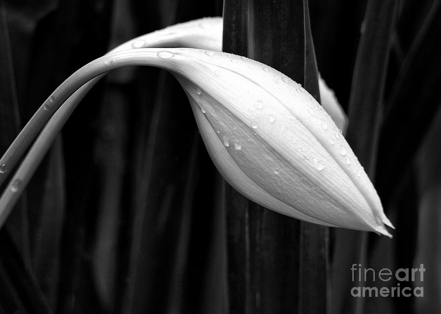 Graceful White Lily Buds Photograph by Sabrina L Ryan