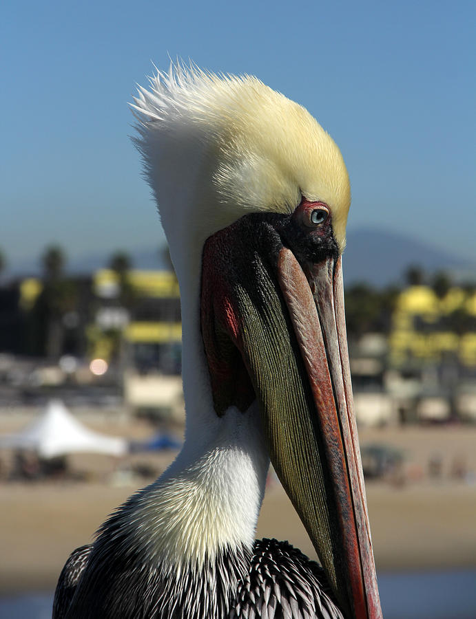 Pelican Photograph - Gracie by Tammy Espino