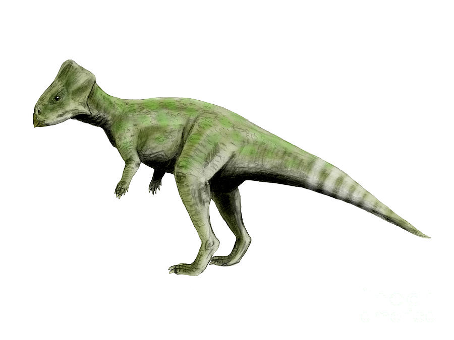Horizontal Digital Art - Graciliceratops Dinosaur by Nobumichi Tamura Horizontal Digital Art - Graciliceratops Dinosaur by Nobumichi Tamura